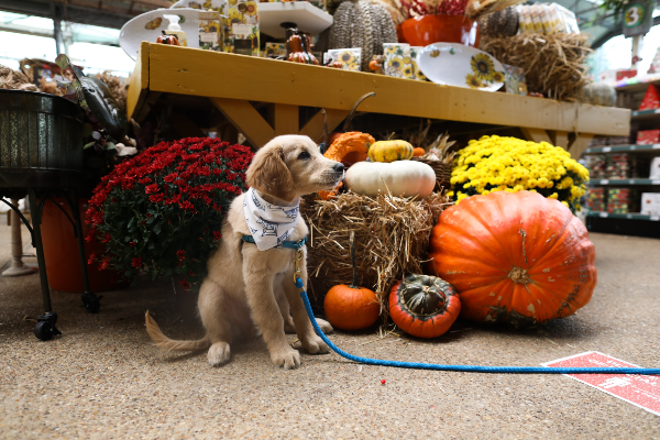 a puppy site in front of fall flowers and pumpkins 